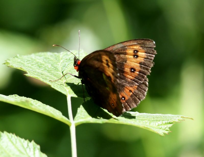 Erebia parasitata