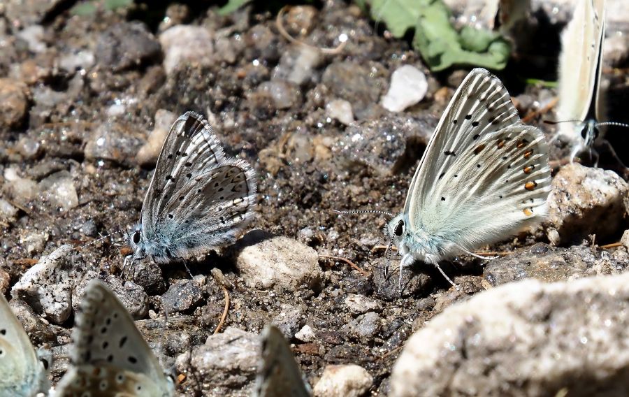 Polyommatus escheri?