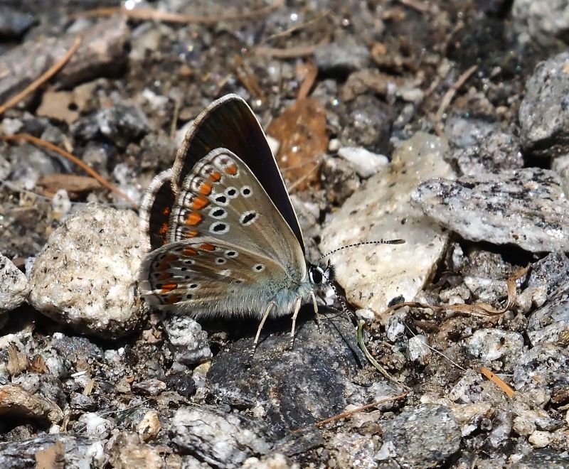 Polyommatus escheri?