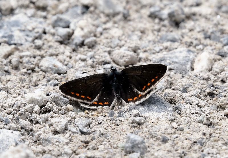 Plebejus artaxerxes ?