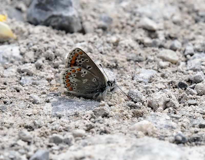 Plebejus artaxerxes ?