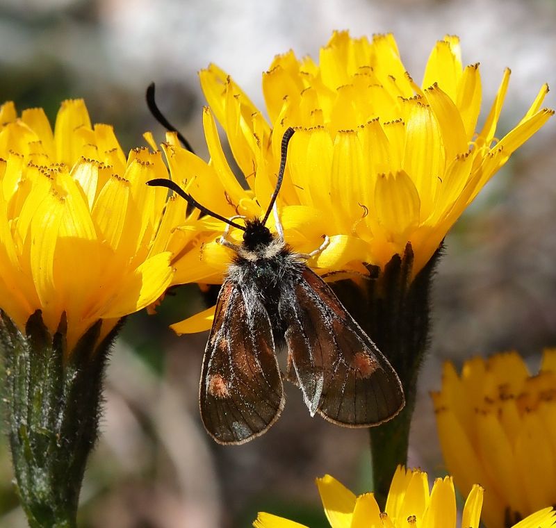 Zygaena exulans