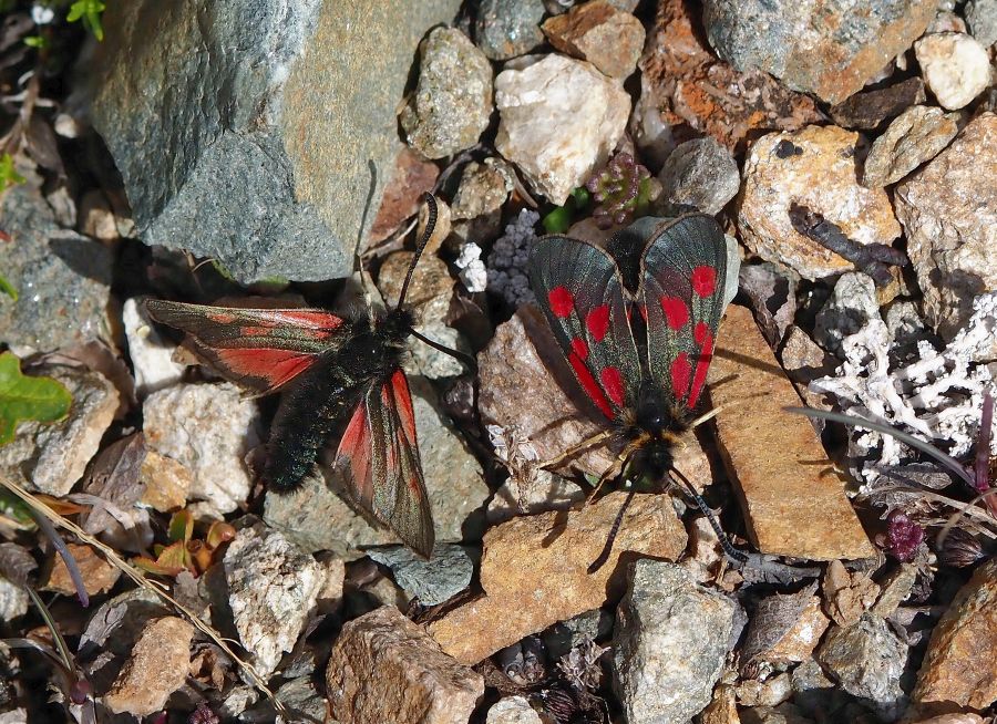 Zygaena exulans