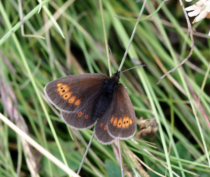 Erebia melampus (?)
