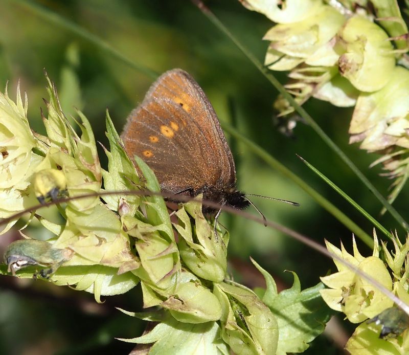 Erebia melampus (?)