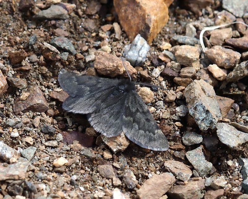 Sciadia tenebraria (credo)