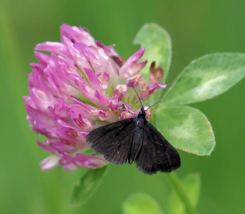 aiuto id. crambidae