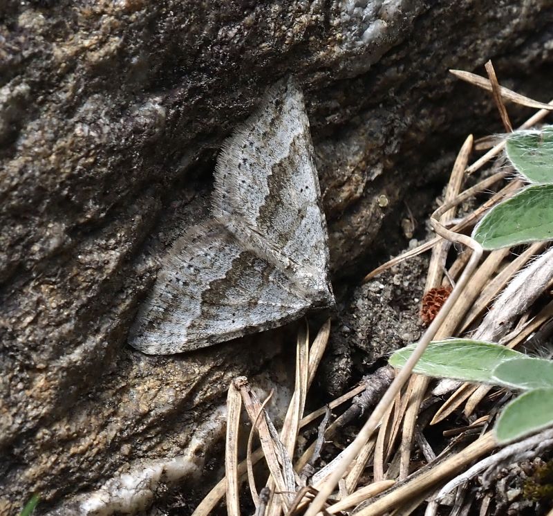 Scotopteryx octodurensis, Geometridae ?