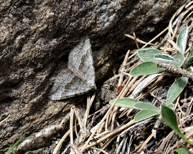 Scotopteryx octodurensis, Geometridae ?