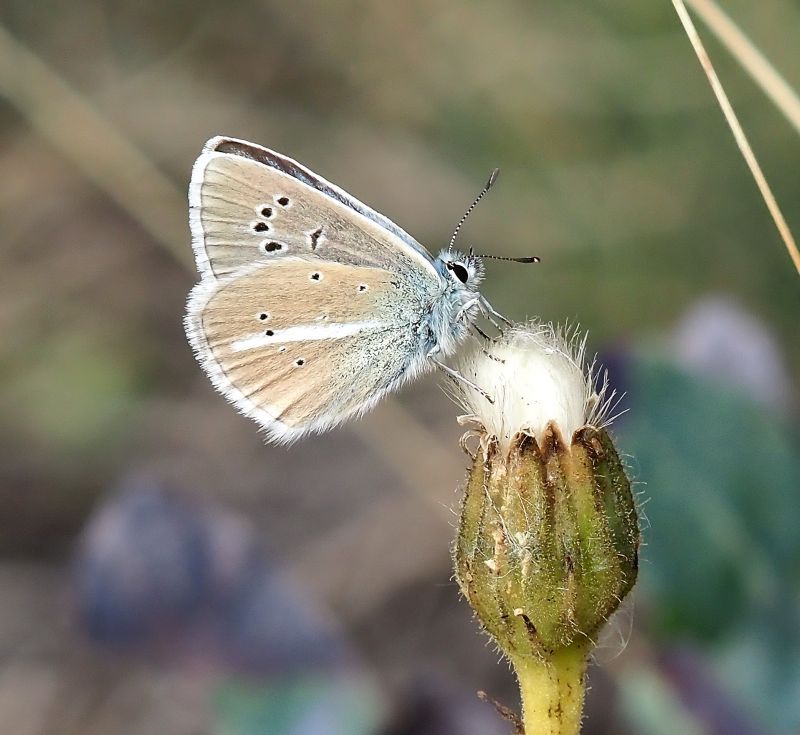 Polyommatus damon?