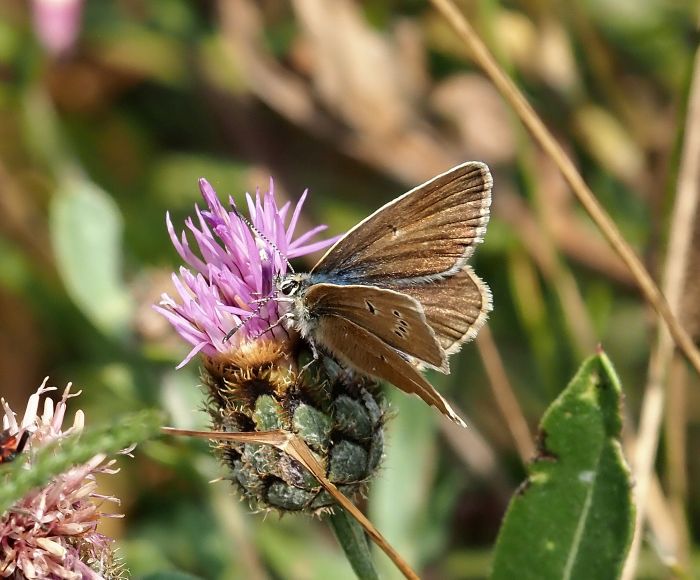 Polyommatus damon?