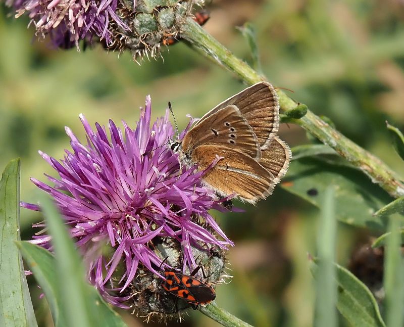 Polyommatus damon?