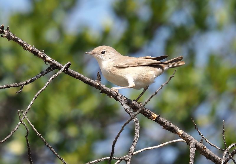 aiuto id. Lui bianco?