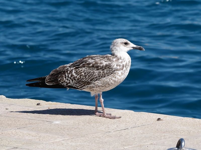 Gabbiano reale giovane?