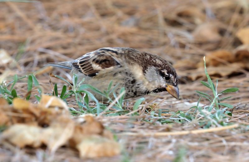 Passera oltremontana?