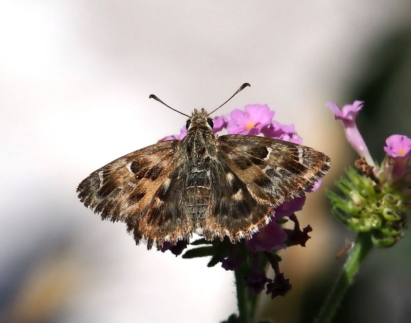 Carcharodus alceae (?)