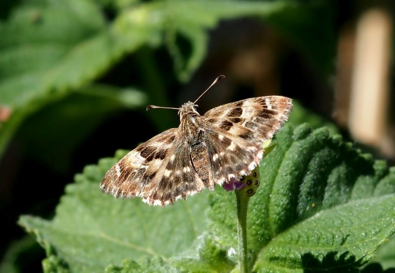 Carcharodus alceae (?)