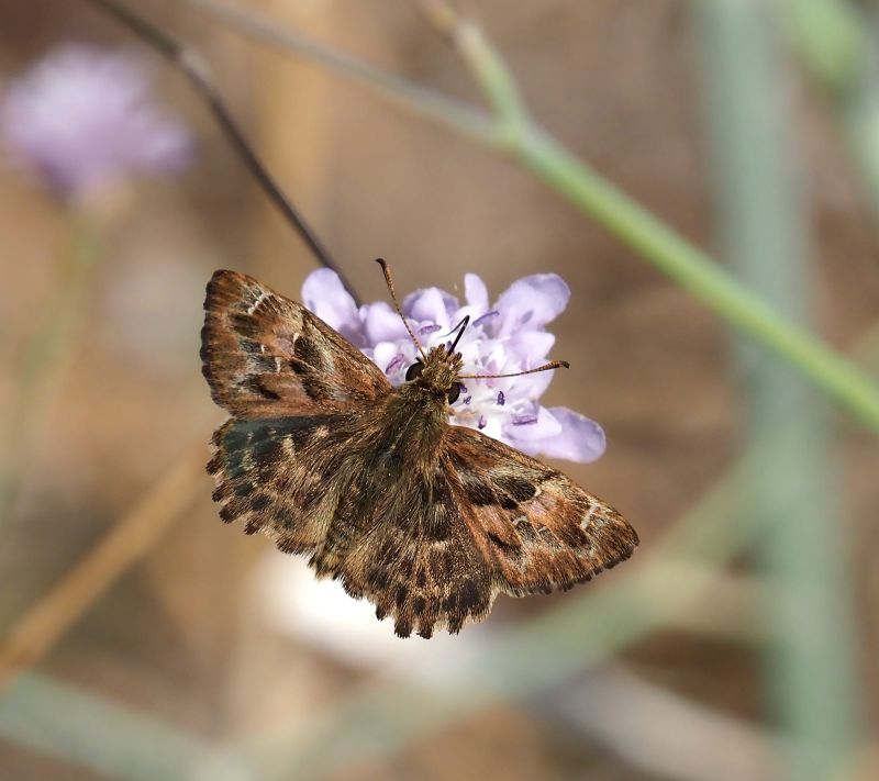 Carcharodus alceae (?)