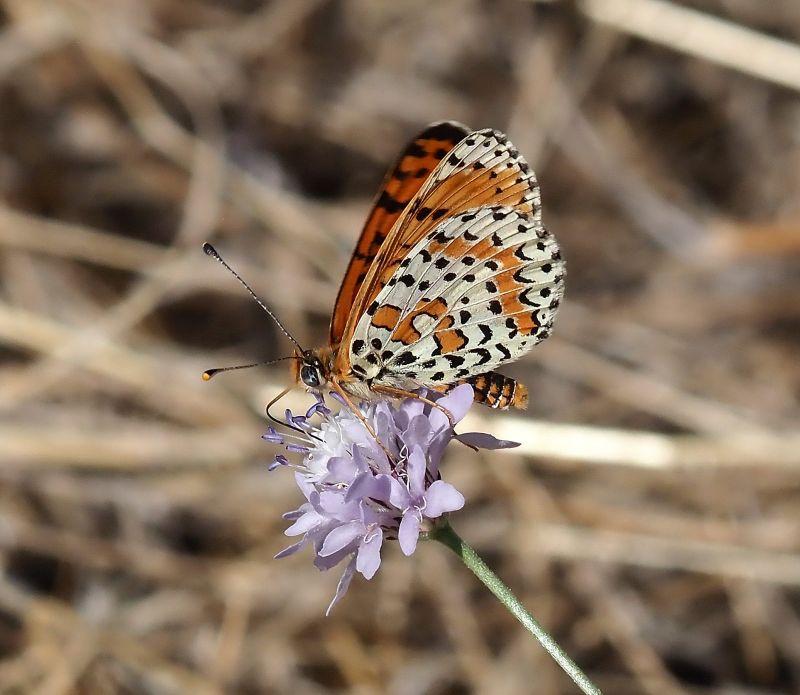 Melitaea didyma forma lyllus