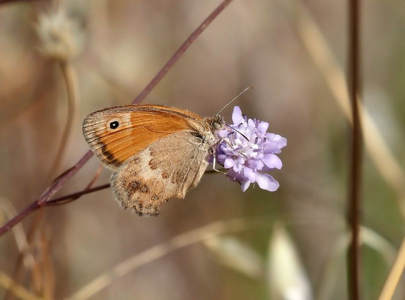 Coenonympha pamphilus, forma lyllus