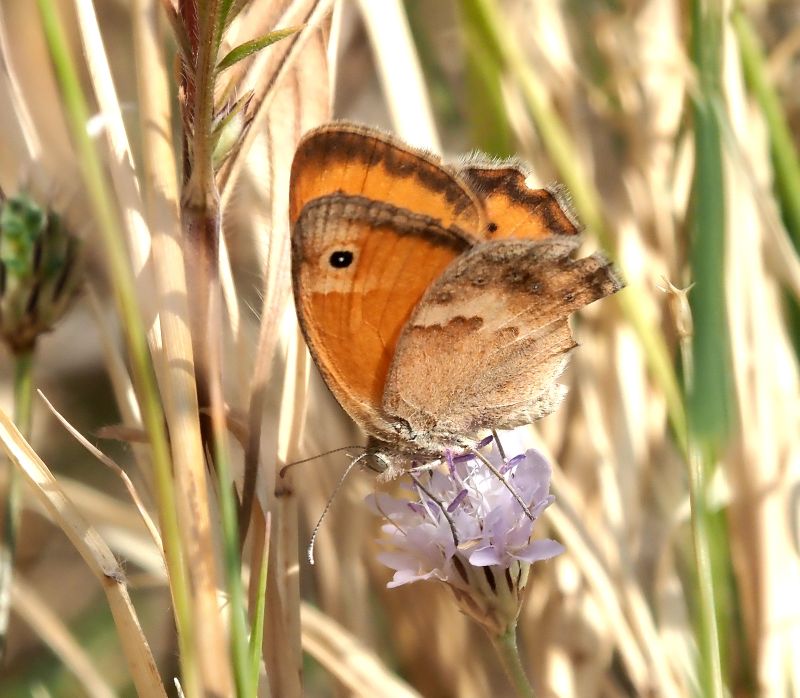Coenonympha pamphilus, forma lyllus