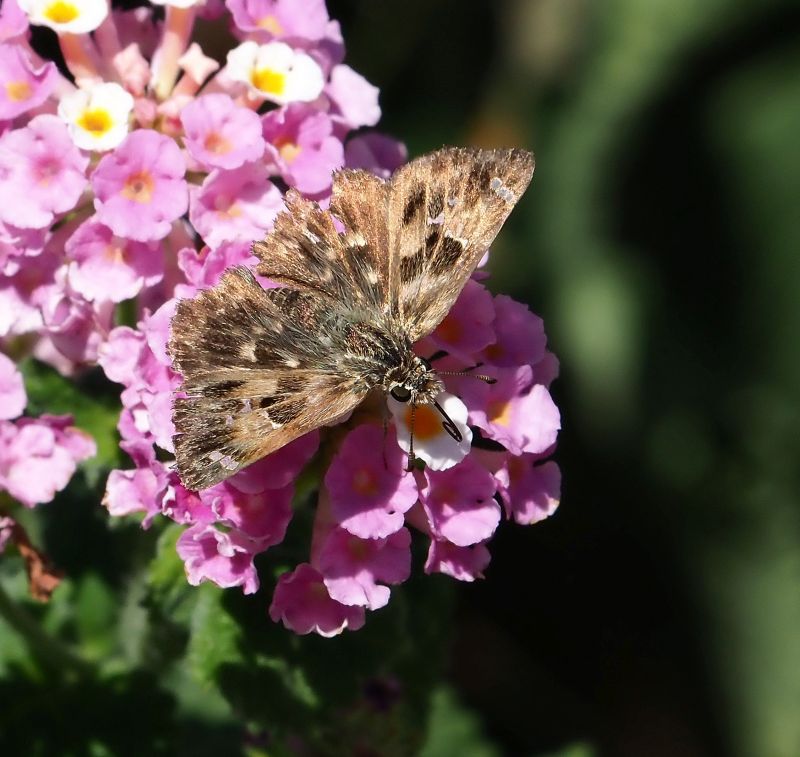 Carcharodus lavatherae ?