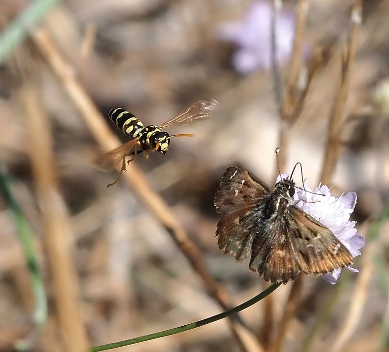 Vespidae: Polistes gallicus