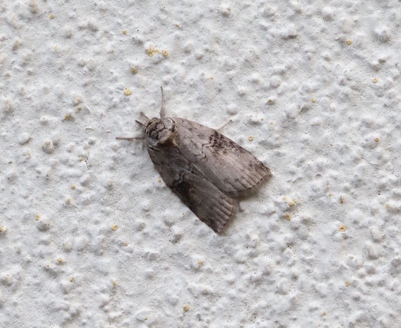 Nycteola asiatica ?