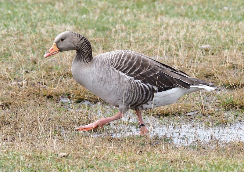 Oche dal Lago Maggiore