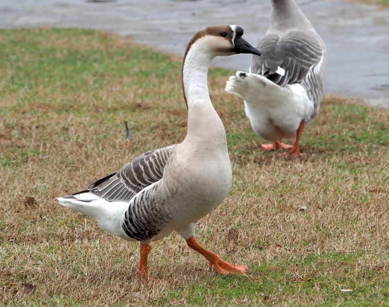 Oche dal Lago Maggiore