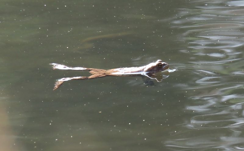 aiuto id., rane nel ruscello