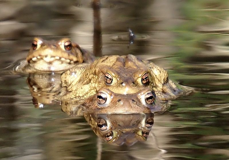 aiuto id., rane nel ruscello