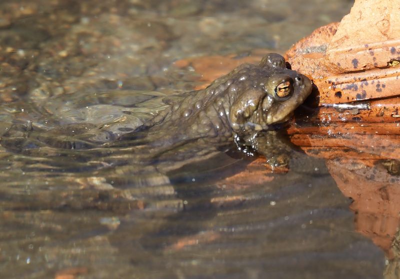 aiuto id., rane nel ruscello