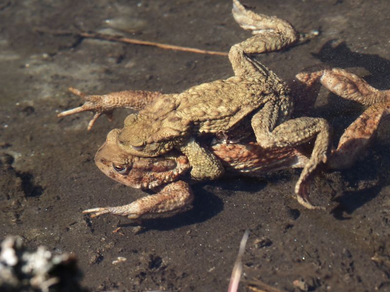 aiuto id., rane nel ruscello