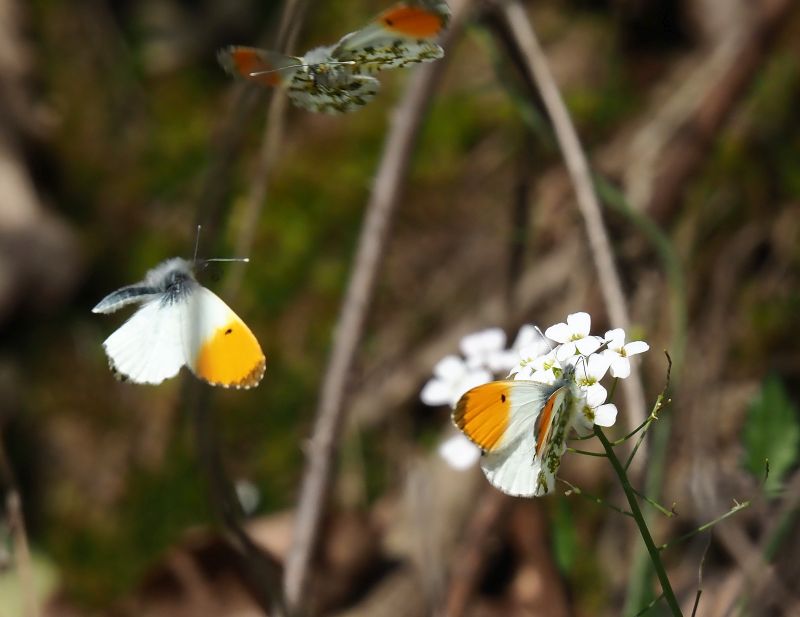 Anthocharis cardamines