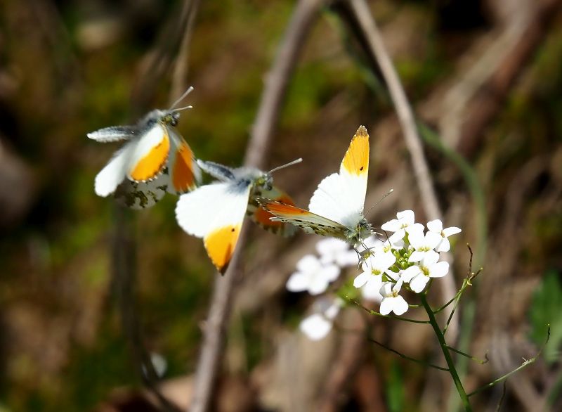 Anthocharis cardamines
