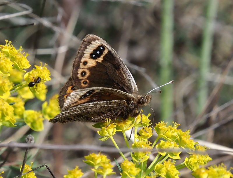Erebia epistygne
