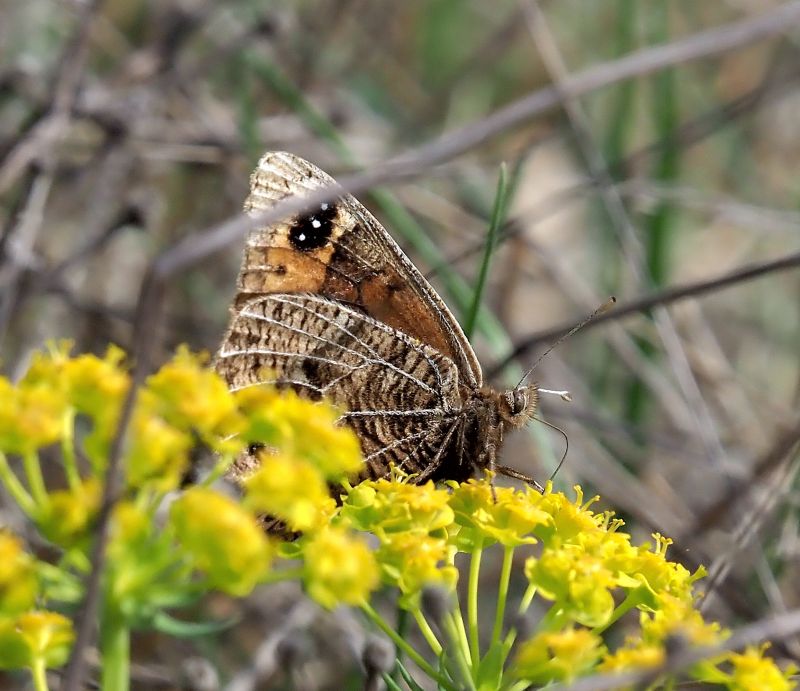 Erebia epistygne
