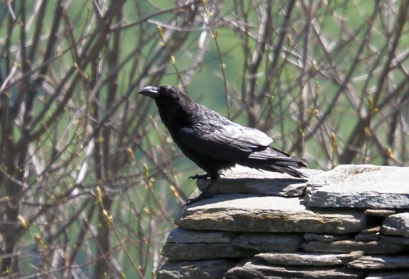 Corvo imperiale