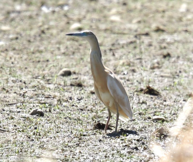 Sgarza ralloides