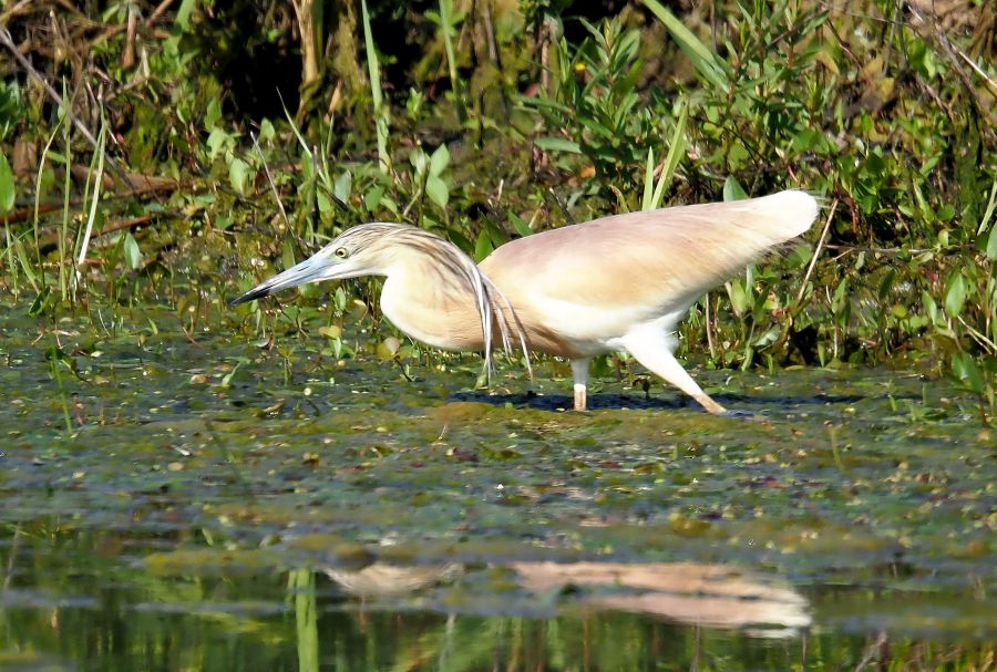Sgarza ciuffetto 2