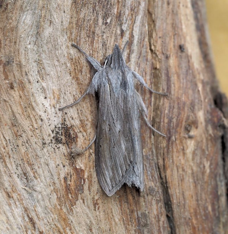 Cucullia umbratica ?