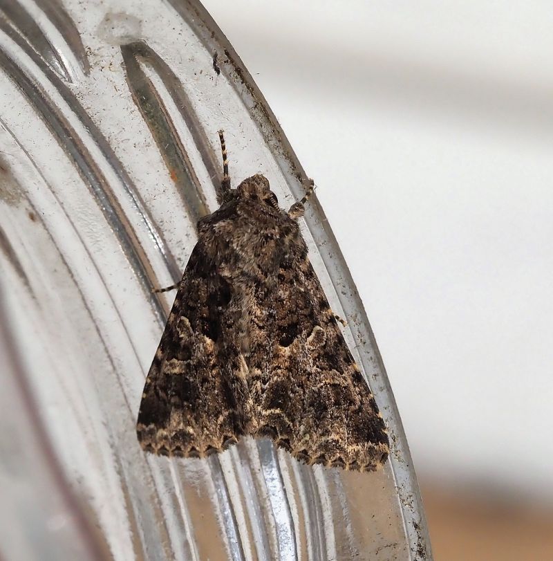 Sideridis rivularis ?