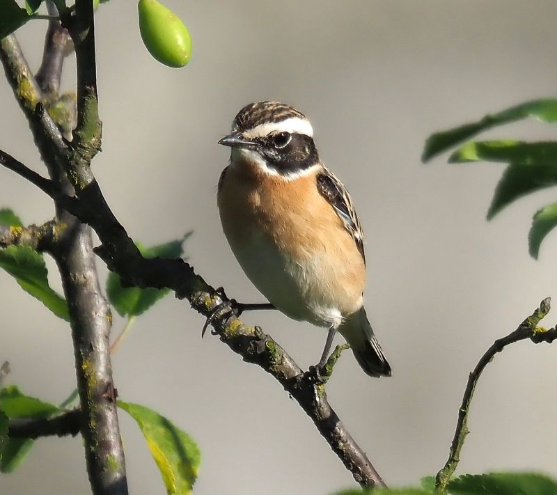 Stiaccino femmina