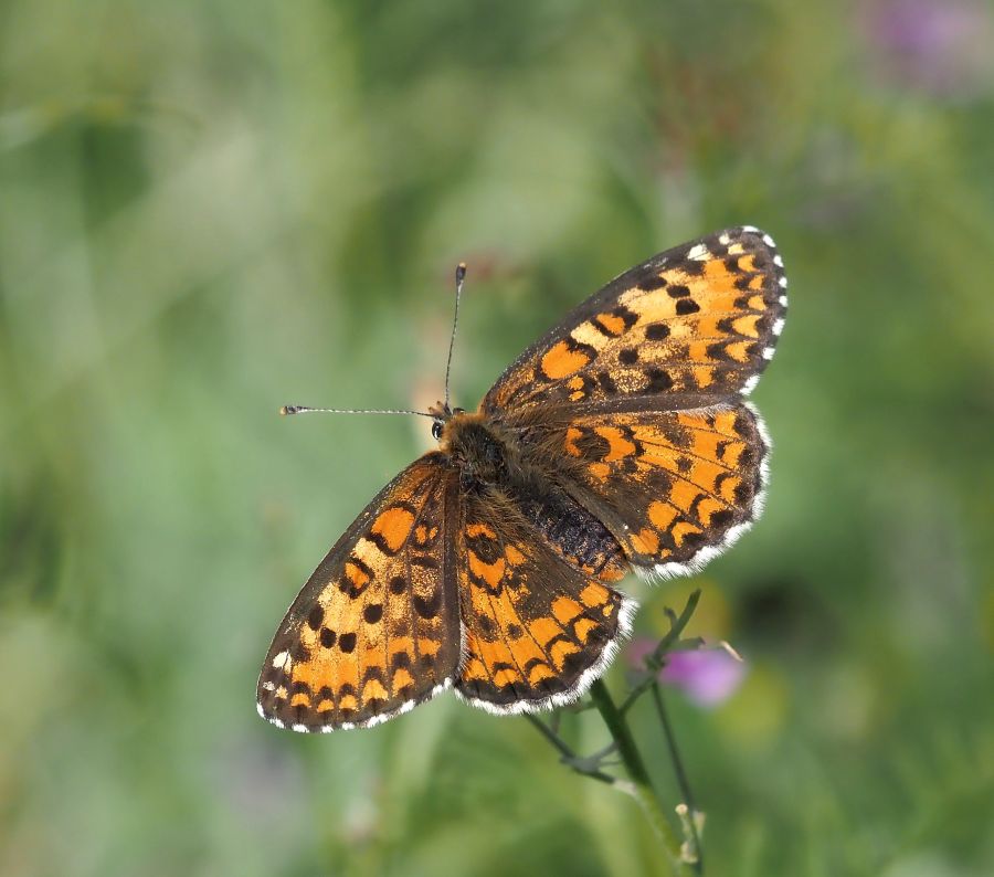 Melitaea trivia femmina ?