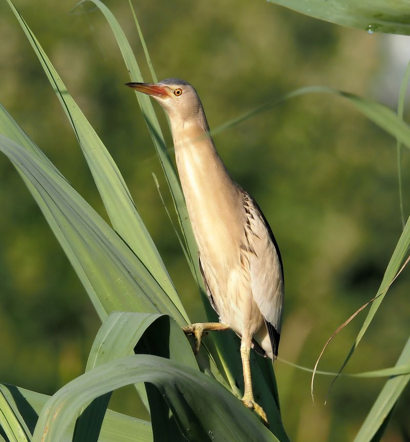 Tarabusino