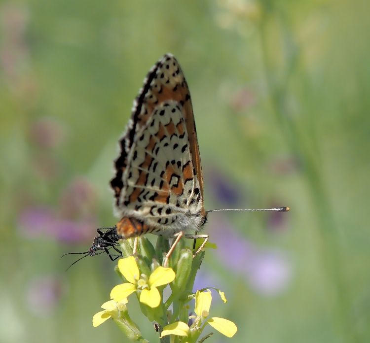 Melitaea trivia femmina ? - S�