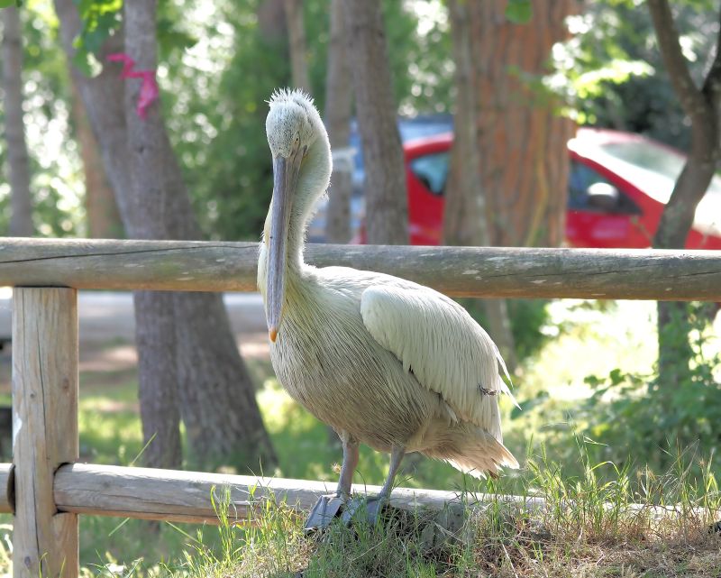 Pellicani