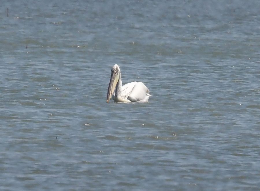 Pellicani