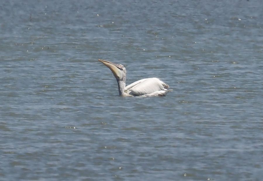 Pellicani